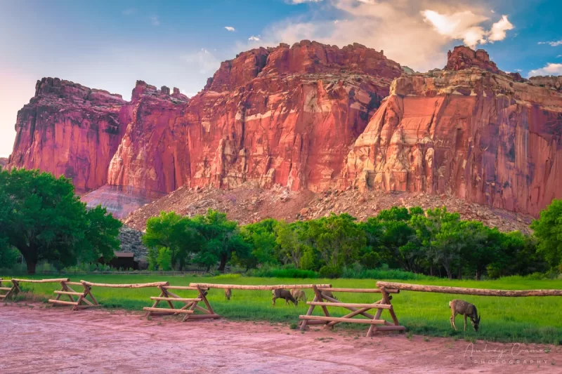 Audrey Cramer Photography's fine art landscape photograph of deer grazing in a field at Capitol Reef National Park Utah at sunset