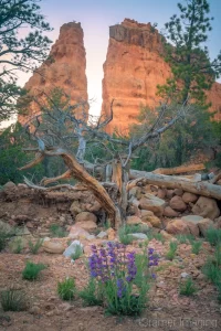 Cramer Imaging's fine art landscape photograph of purple wildflowers in front of a dead tree and rock pile with a split cliff background in Red Canyon, Utah