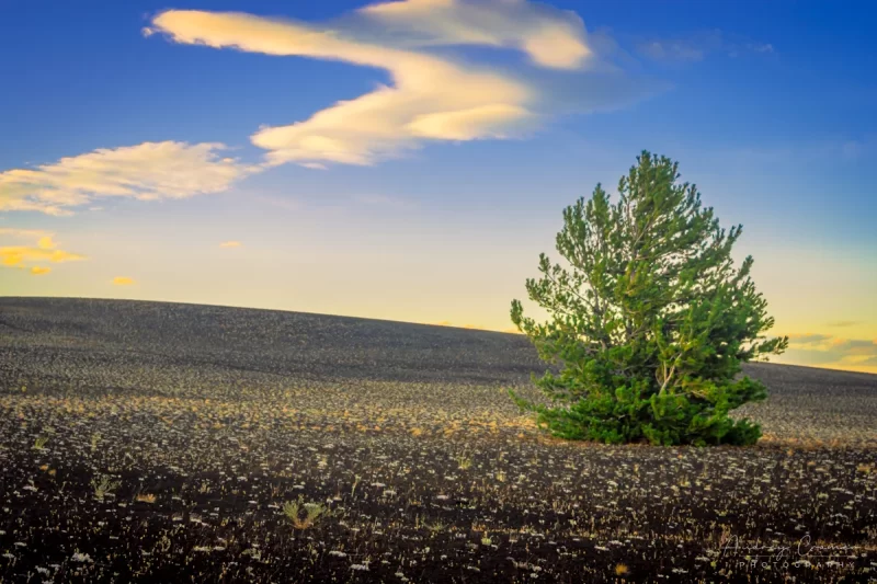 Audrey Cramer Photography's fine art landscape photograph of lone pine tree on a barren lava plain dappled with wildflowers at Craters of the Moon National Monument Idaho