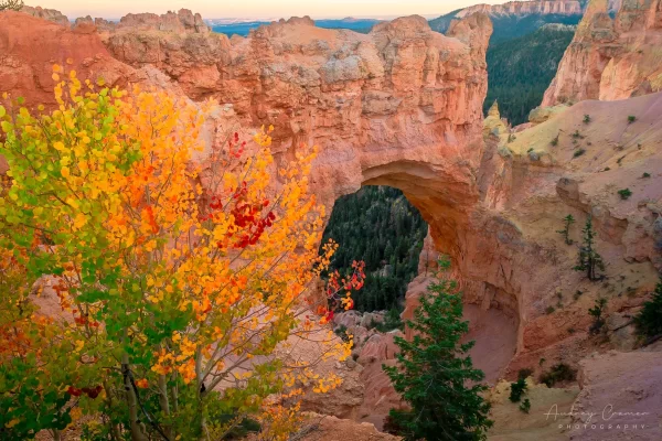 Audrey Cramer Photography's fine art landscape photograph of autumn leaves at sunset at Natural Bridge at Bryce Canyon National Park Utah