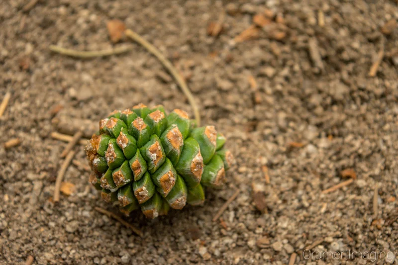 Audrey Cramer Photography's fine art nature photograph of a green pine cone lying on the ground