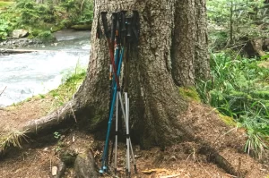 Photograph of several trekking poles leaning against a tree trunk