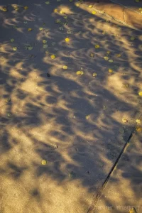 Audrey Cramer Photography's photograph of the crescent-shaped shadows which appear during a solar eclipse