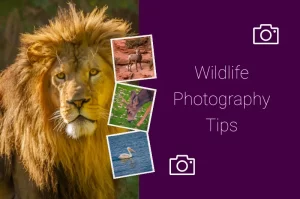 Read more about the article Wildlife Photography Tips