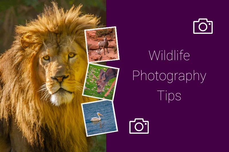 Wildlife Photography Tips