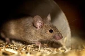 Photograph of a brown mouse in some scraps