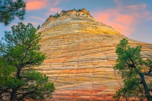 Fine art landscape photograph of evergreen fir trees together with the Checkerboard Mesa of Zion National Park, Utah by Cramer Imaging