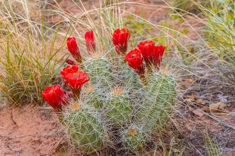 Audrey Cramer Photography's fine art nature photograph of a blooming cactus with red flowers in Escalante National Monument, Utah