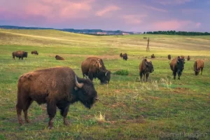 Fine art landscape photograph of a herd of bison or buffalo in a field at sunset in southern Utah by Cramer Imaging