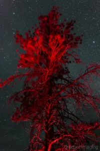 Cramer Imaging's fine art photograph of light painting a pine tree red under the night skies