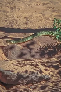 Cramer Imaging's photo of a Great Basin Rattlesnake in the wild in Zion National Park