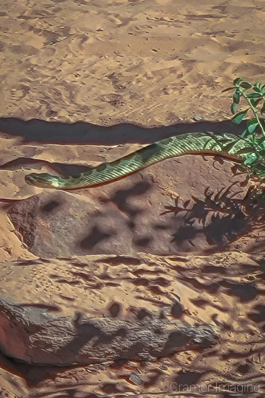 Audrey Cramer Photography's photo of a Great Basin Rattlesnake in the wild in Zion National Park