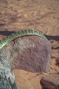 Cramer Imaging's photo of a Great Basin Rattlesnake tail in the wild in Zion National Park