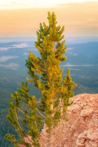 Cramer Imaging's fine art landscape photograph of a bristlecone pine tree sapling growing on the cliff of Bryce Canyon National Park, Utah at sunset