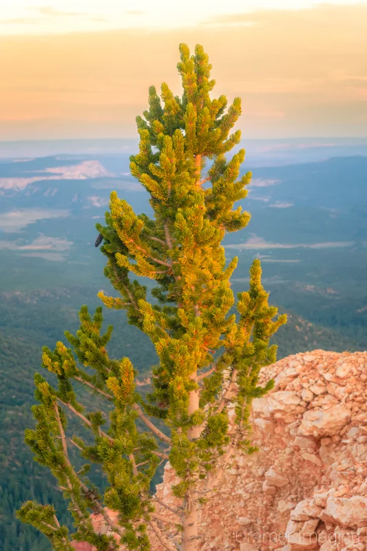 Audrey Cramer Photography's fine art landscape photograph of a bristlecone pine tree sapling growing on the cliff of Bryce Canyon National Park, Utah at sunset