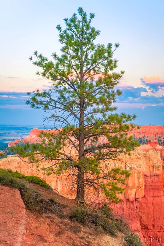 Audrey Cramer Photography's fine art landscape photograph of a bristlecone pine tree on the canyon rim of Bryce Canyon National Park, Utah at sunset