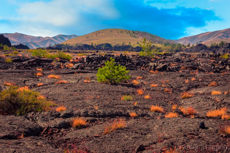 Audrey Cramer Photography's fine art landscape photograph of plants and baby trees growing out of the lava rocks of Craters of the Moon National Monument, Idaho