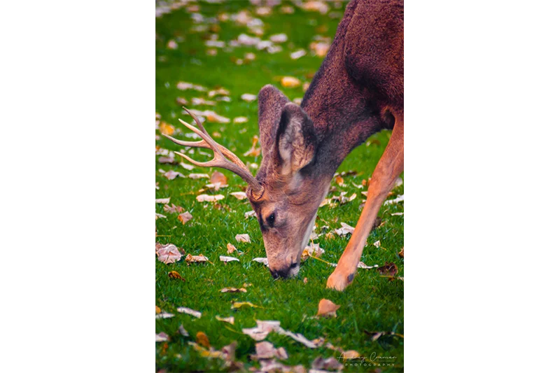 Audrey Cramer Photography's professional quality nature photograph of a male mule deer stag eating grass at Zion's National Park, Utah