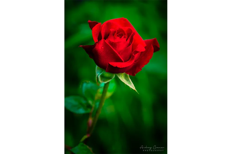 Audrey Cramer Photography's fine art nature photograph of a red rose flower with water droplets shot from the side with soft green bokeh