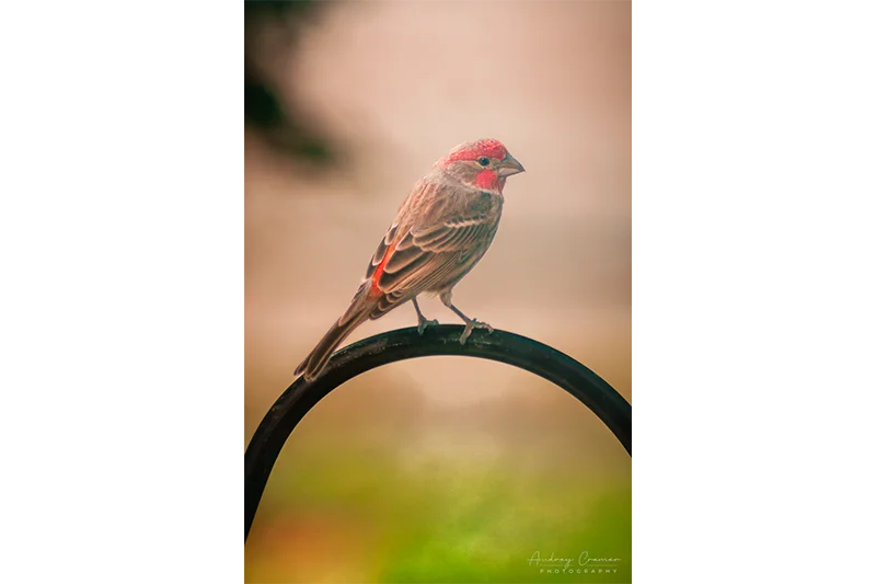 Audrey Cramer Photography's professional nature animal photograph of a wild finch bird perched on a black rod