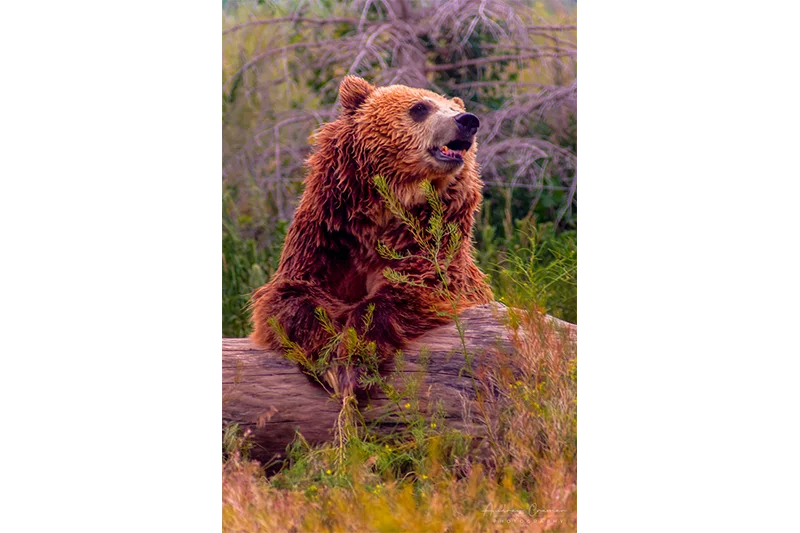 Audrey Cramer Photography's professional quality nature animal photograph of a grizzly bear leaning on a tree stump