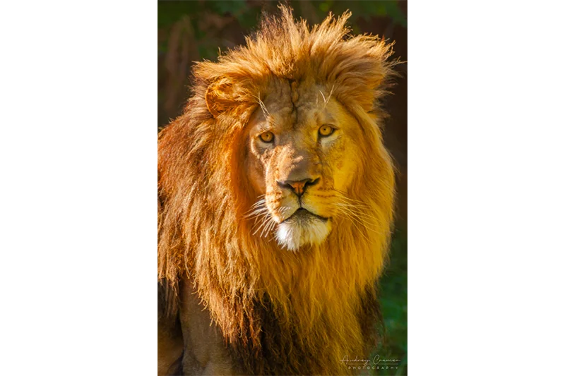 Audrey Cramer Photography's professional quality fine art photograph of a lion's head shot in the sun