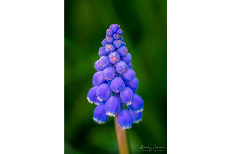 Audrey Cramer Photography's nature photograph of a purple muscari flower with a blurry background demonstrating chromatic aberration