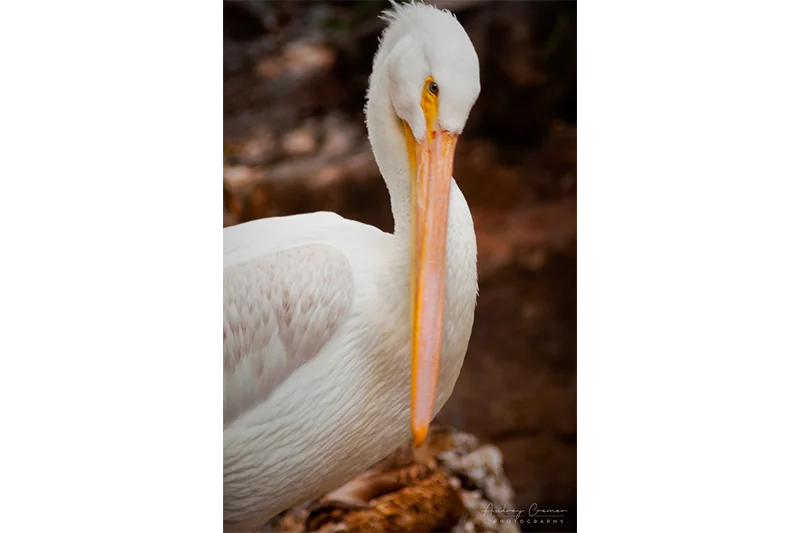 White pelican preening in a natural setting professionally photographed at Tautphaus Park Zoo, Idaho Falls, Bonneville, Idaho by Audrey Cramer Photography