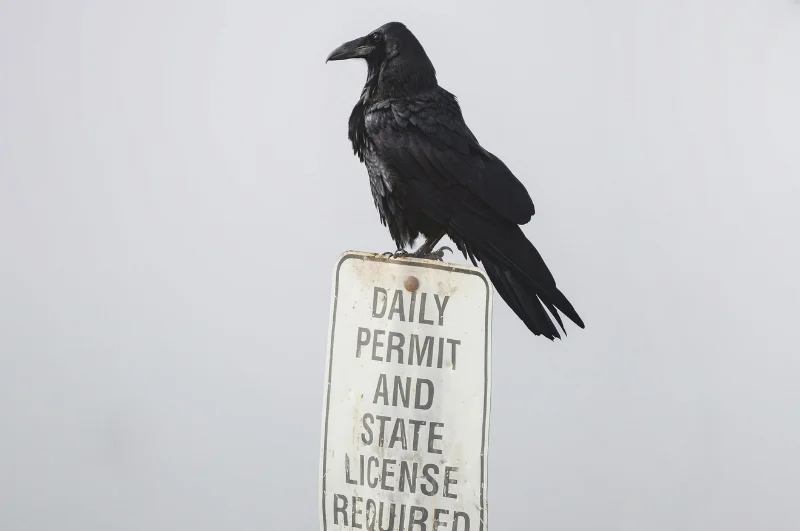 Photo of a raven sitting on a sign saying "daily permit and state license required"