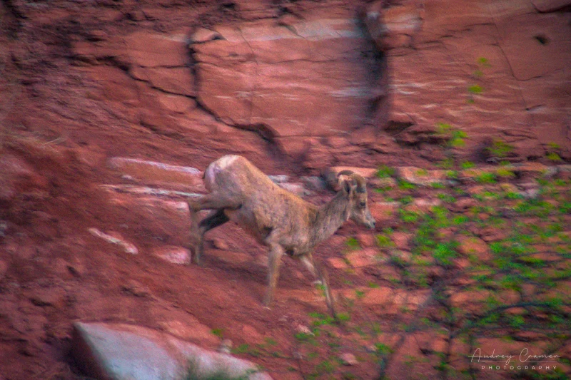 Bad and out-of-focus photo