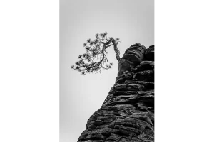 Bonsai