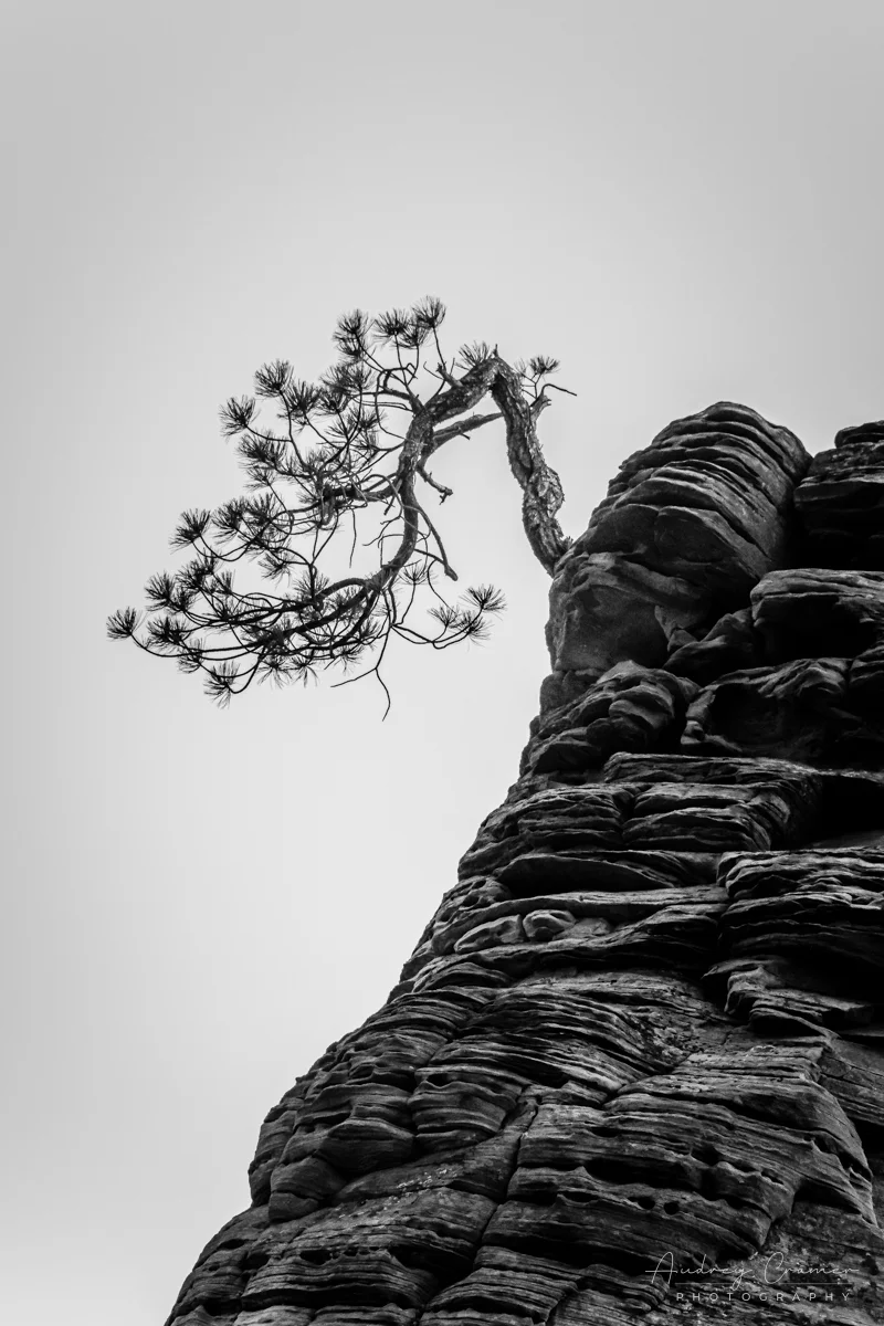Audrey Cramer Photography's fine art black and white monochrome landscape photograph of an isolated evergreen tree growing on a rock in Zion National Park, Utah