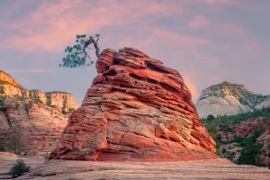 Audrey Cramer Photography's fine art landscape photograph of an isolated evergreen tree growing on a rock at Zion National Park, Utah at sunset