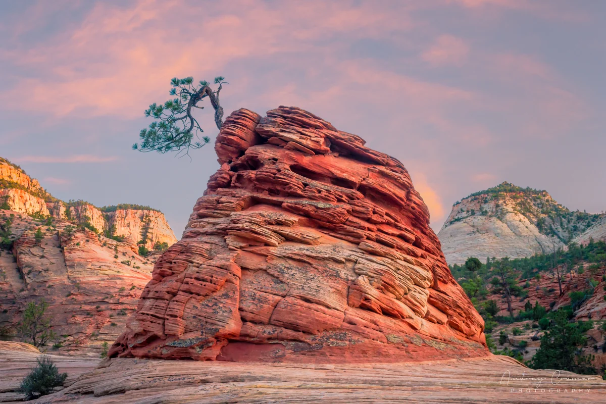Audrey Cramer Photography's fine art landscape photograph of an isolated evergreen tree growing on a rock at Zion National Park, Utah at sunset
