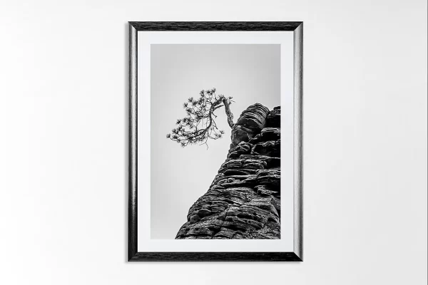 Photograph of Audrey Cramer Photography's landscape photo "Bonsai" in a black picture frame